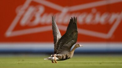 Ganso salvaje invade el campo durante segundo partido entre Dodgers y Padres