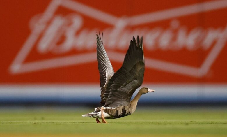 Ganso salvaje invade el campo durante segundo partido entre Dodgers y Padres