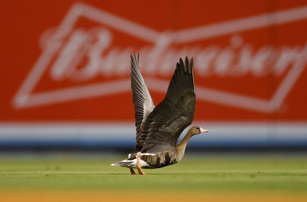 Ganso salvaje invade el campo durante segundo partido entre Dodgers y Padres