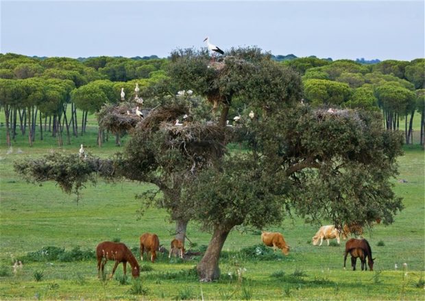 5 destinos para hacer turismo ecológico en España