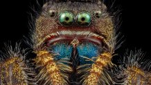 A bold jumping spider at four times the magnification.