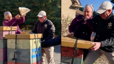 Longmeadow, Massachusetts Mujer ataca con abejas a oficiales para evitar desalojo