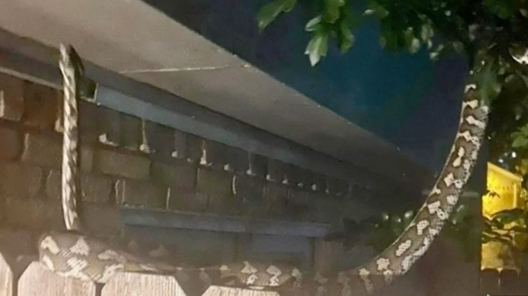 Buscan a serpiente pitón de más de 12 pies que acecha vecindario