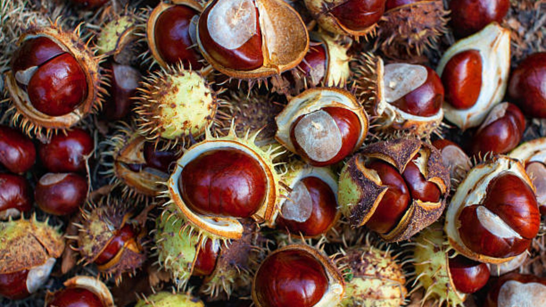 Castañas en los bolsillos contra el resfriado: ¿realmente funcionan?