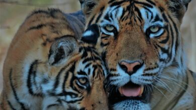 Cerca del 70% de la fauna salvaje desapareció desde 1970: WWF | Informe