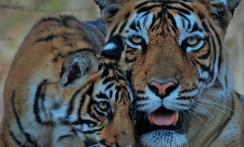 Cerca del 70% de la fauna salvaje desapareció desde 1970: WWF | Informe