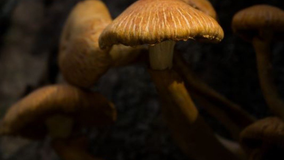 Cuál es la diferencia entre un hongo y una seta