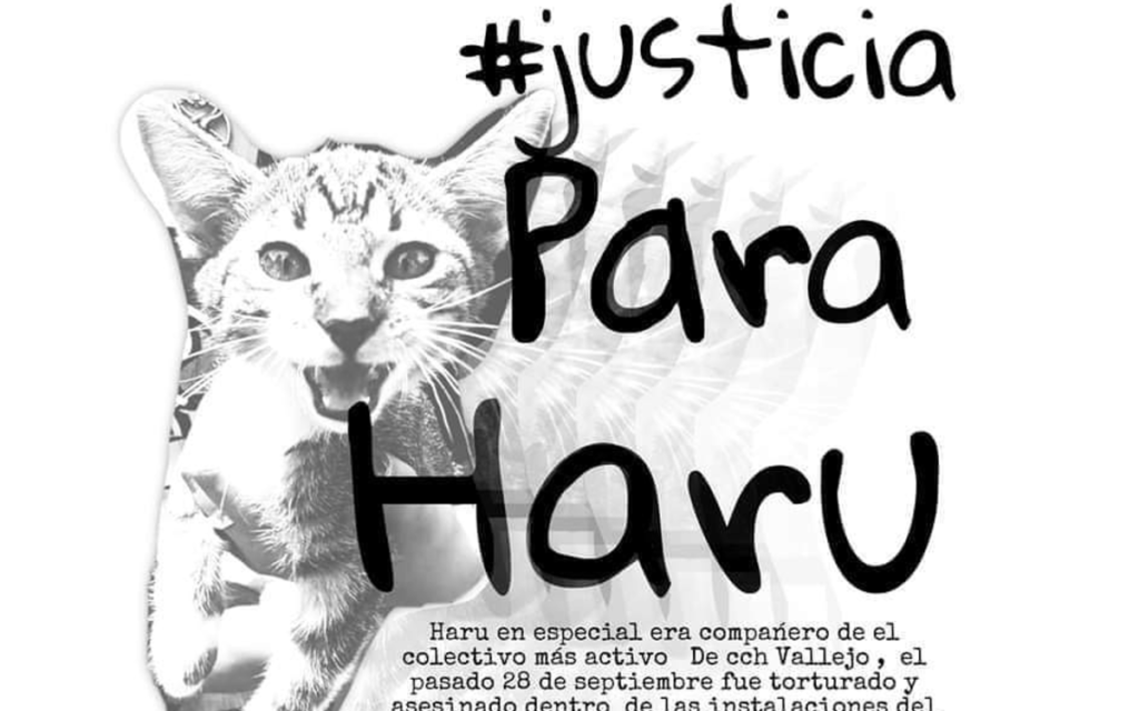Denuncian tortura hasta la muerte contra un gatito en el CCH Vallejo de la UNAM