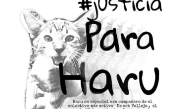 Denuncian tortura hasta la muerte contra un gatito en el CCH Vallejo de la UNAM