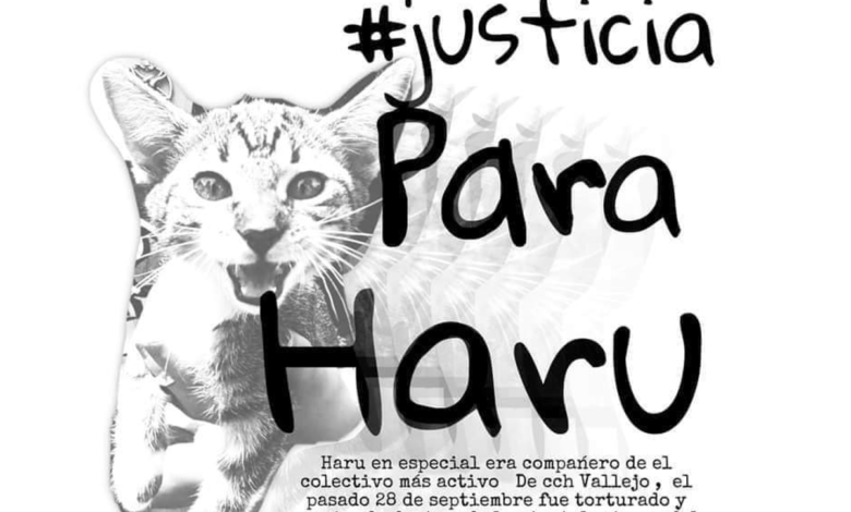 Denuncian tortura hasta la muerte contra un gatito en el CCH Vallejo de la UNAM
