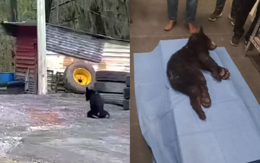 Disparan a osito de 7 meses en NL; herida lo obligaba a arrastrarse