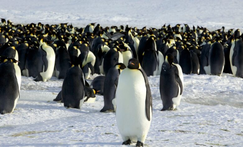 El pingüino emperador está en riesgo de extinción por la crisis climática