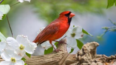 El sistema operativo de análisis Redbird hace que los datos sean más accesibles para los usuarios no técnicos