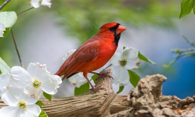 El sistema operativo de análisis Redbird hace que los datos sean más accesibles para los usuarios no técnicos