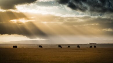 El software de AgriWebb busca aumentar los rendimientos y reducir los impactos ambientales para los agricultores y ganaderos