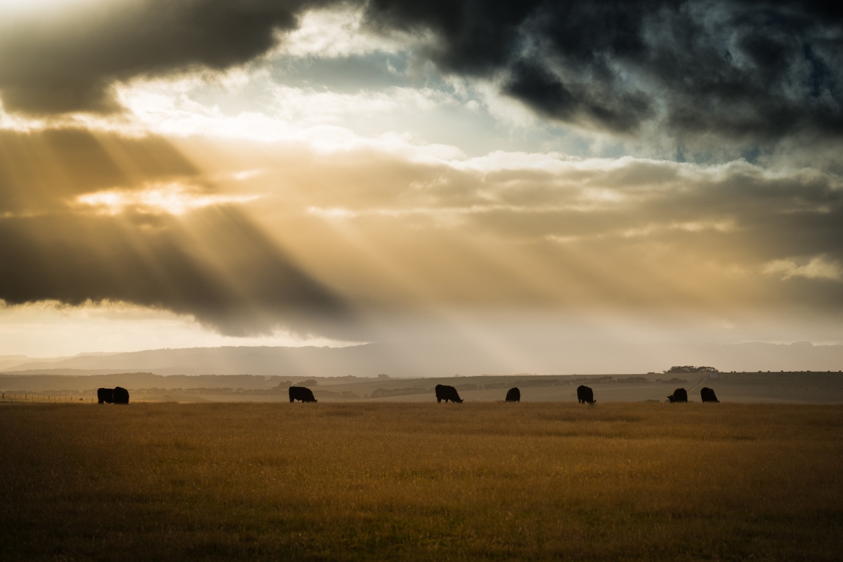 El software de AgriWebb busca aumentar los rendimientos y reducir los impactos ambientales para los agricultores y ganaderos