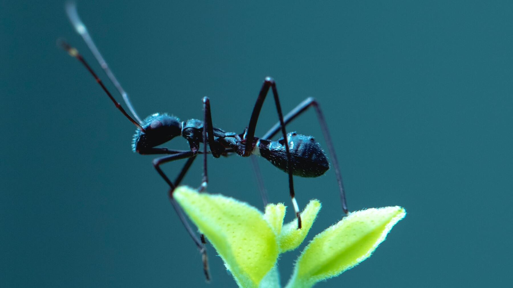 Este es el insecto que verás pronto en tu casa por culpa del tiempo