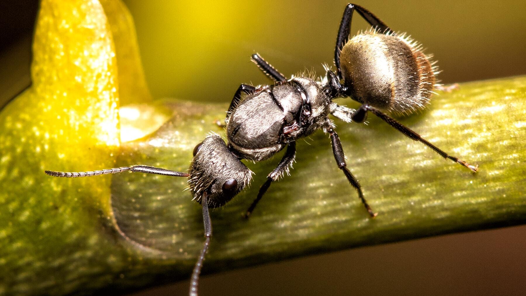 Este es el único país del mundo donde no hay hormigas ni mosquitos