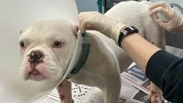 Hombre acusado de crueldad animal trás arrastrar a un perro por la calle sujetado a su camioneta