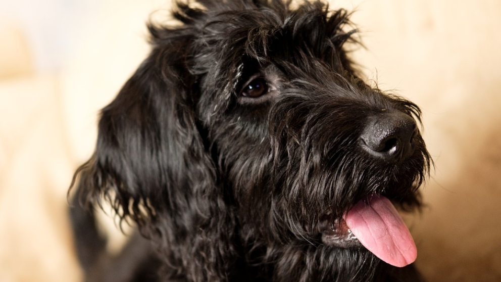 Los 5 mejores cruces de perros desde el punto de vista genético