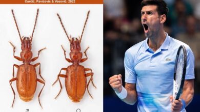 Nombran una nueva especie de escarabajo en honor a Novak Djokovic