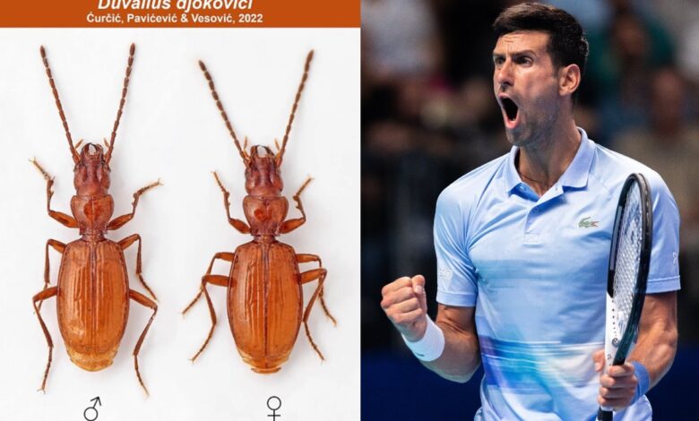 Nombran una nueva especie de escarabajo en honor a Novak Djokovic
