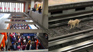 Perrito descontrola la Línea 2 del Metro por maniobras para rescatarlo