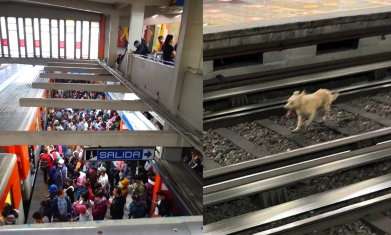 Perrito descontrola la Línea 2 del Metro por maniobras para rescatarlo