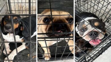 Perros fueron decomisados por policías durante cateo por narcomenudeo en NL