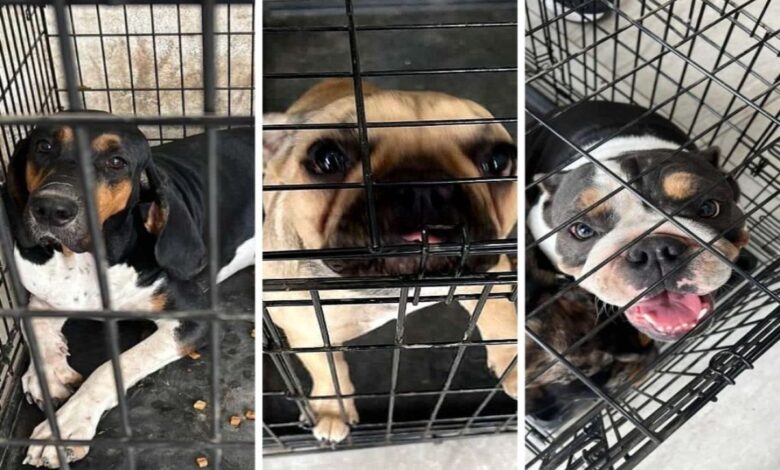 Perros fueron decomisados por policías durante cateo por narcomenudeo en NL