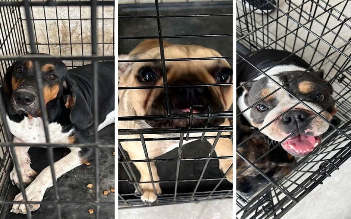 Perros fueron decomisados por policías durante cateo por narcomenudeo en NL