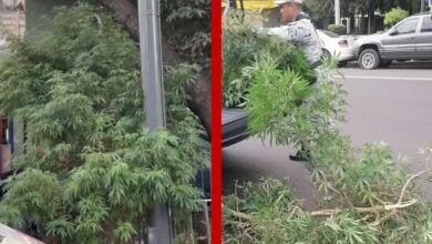 Plantas de casi 3 metros de marihuana son retiradas de jardinera en Iztapalapa