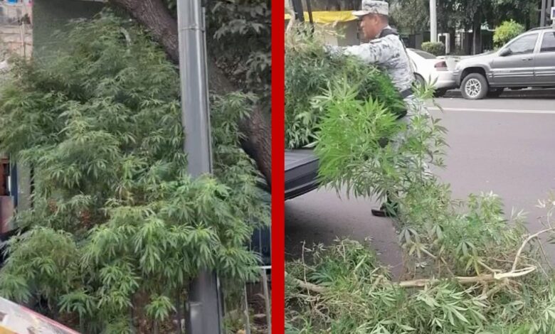 Plantas de casi 3 metros de marihuana son retiradas de jardinera en Iztapalapa