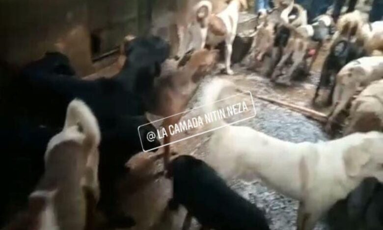 Posible matadero de perros clandestino en Edomex es investigado