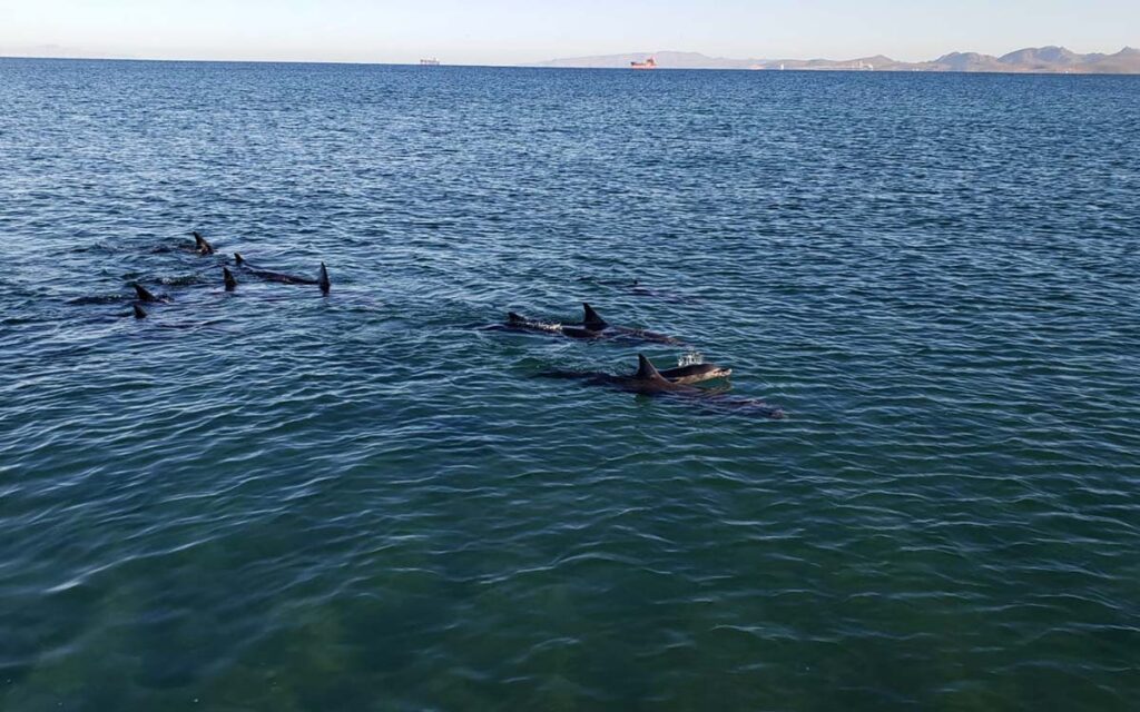 Rescatan a 17 delfines varados en La Paz, BCS
