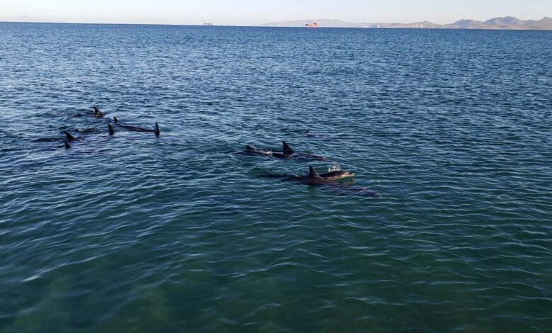 Rescatan a 17 delfines varados en La Paz, BCS