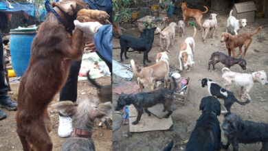 Rescatan a más de 100 perritos maltratados y abandonados en Tlalpan | Fotos