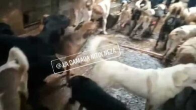 Rescate masivo de perros en Neza; indagan si eran vendidos a taqueros