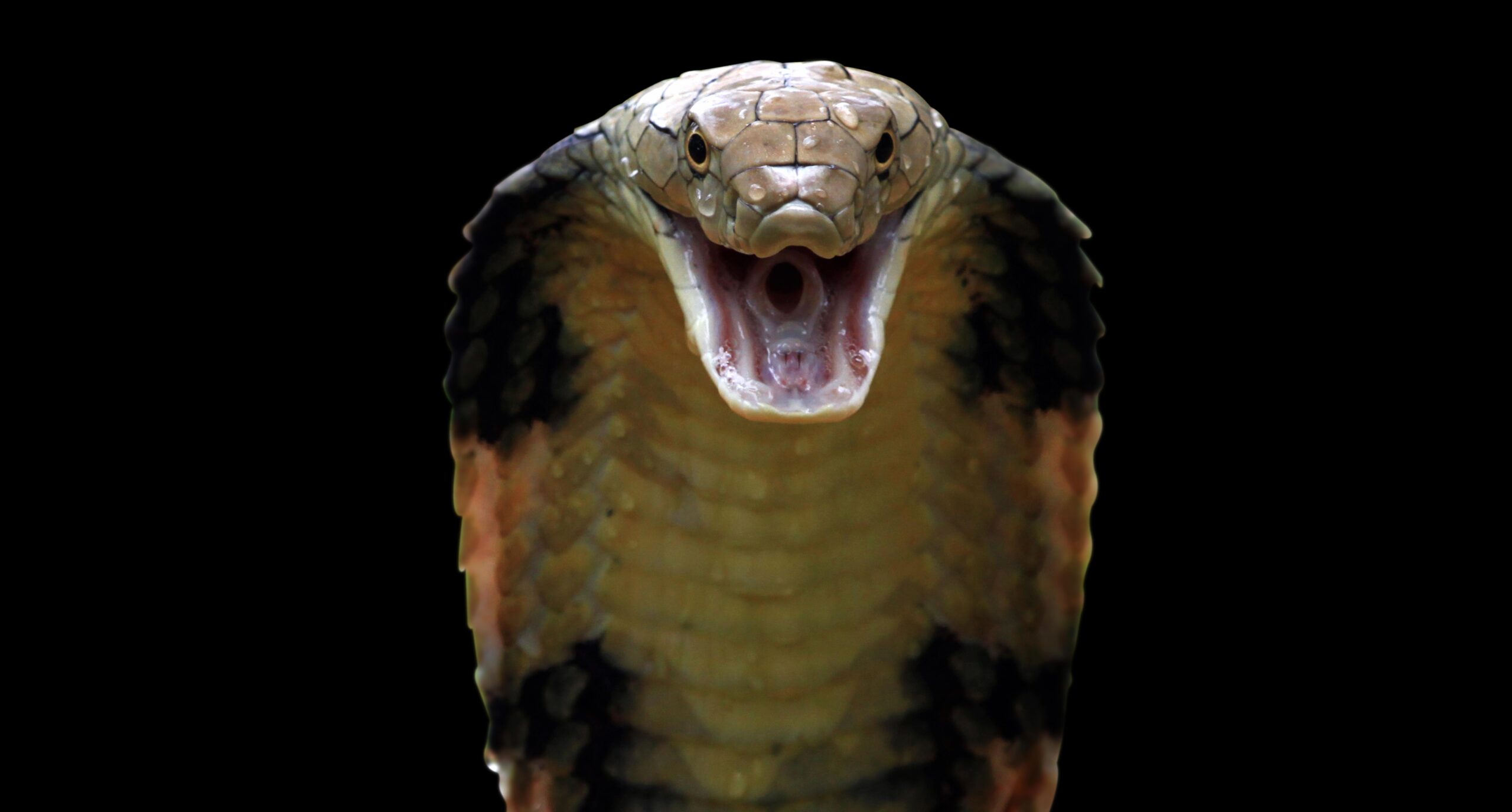 Sigue prófuga víbora venenosa que escapó de un zoológico