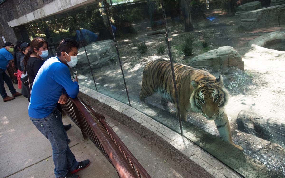 Zoológico de Chapultepec cumple 100 años y lanza convocatoria para diseñar su logo