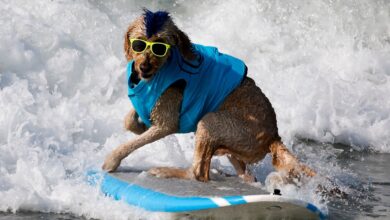 ¡Guau! Revive los momentos más perrones del Campeonato Mundial de Surf de Perros 2022 | Video