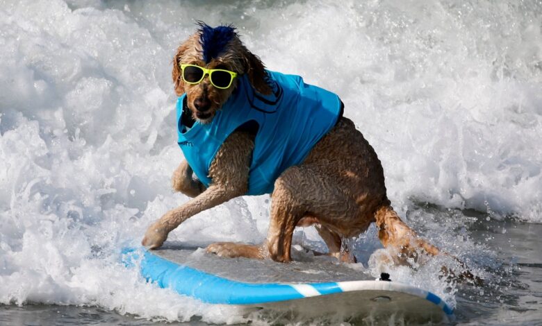 ¡Guau! Revive los momentos más perrones del Campeonato Mundial de Surf de Perros 2022 | Video
