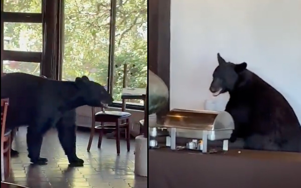 ¡Quería un festín! Oso irrumpe en un restaurante de Monterrey | Video