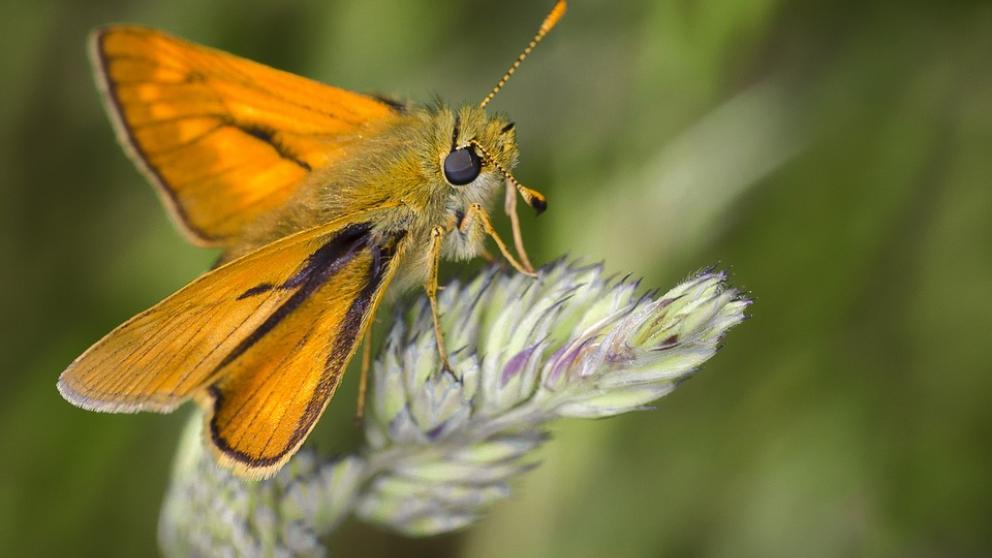 ¿Existe el camuflaje acústico en los animales?