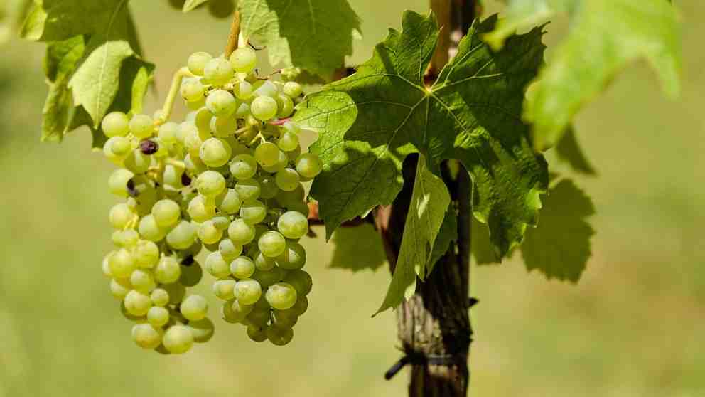 ¿Por qué tomamos uvas en las campanadas de fin de año?