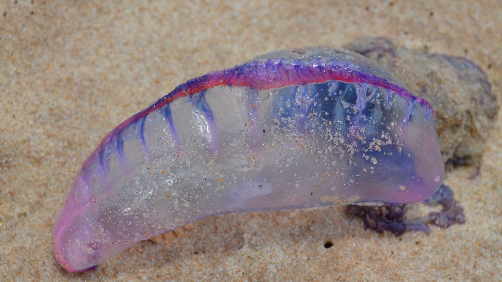 ¿Qué es la Avispa de Mar?