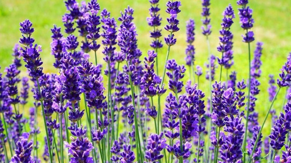 ¿Qué plantar en otoño? Las mejores plantas y flores