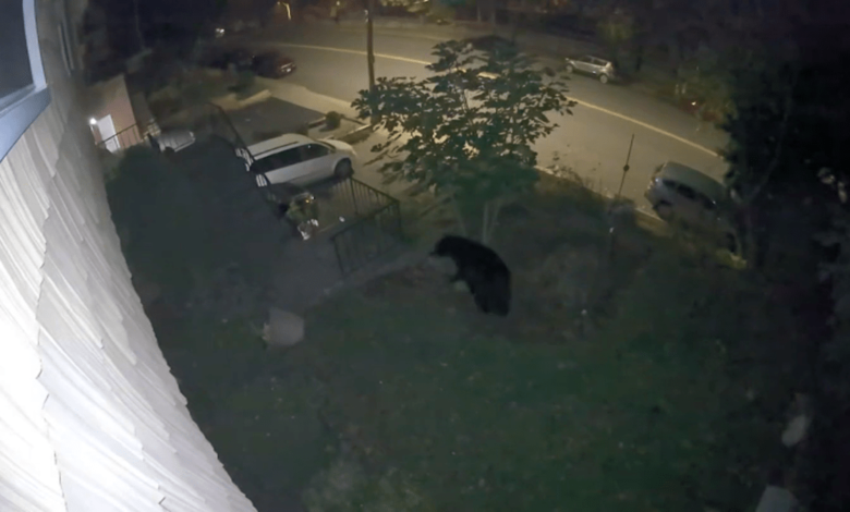 Policía de Yonkers advierte sobre un oso en el área
