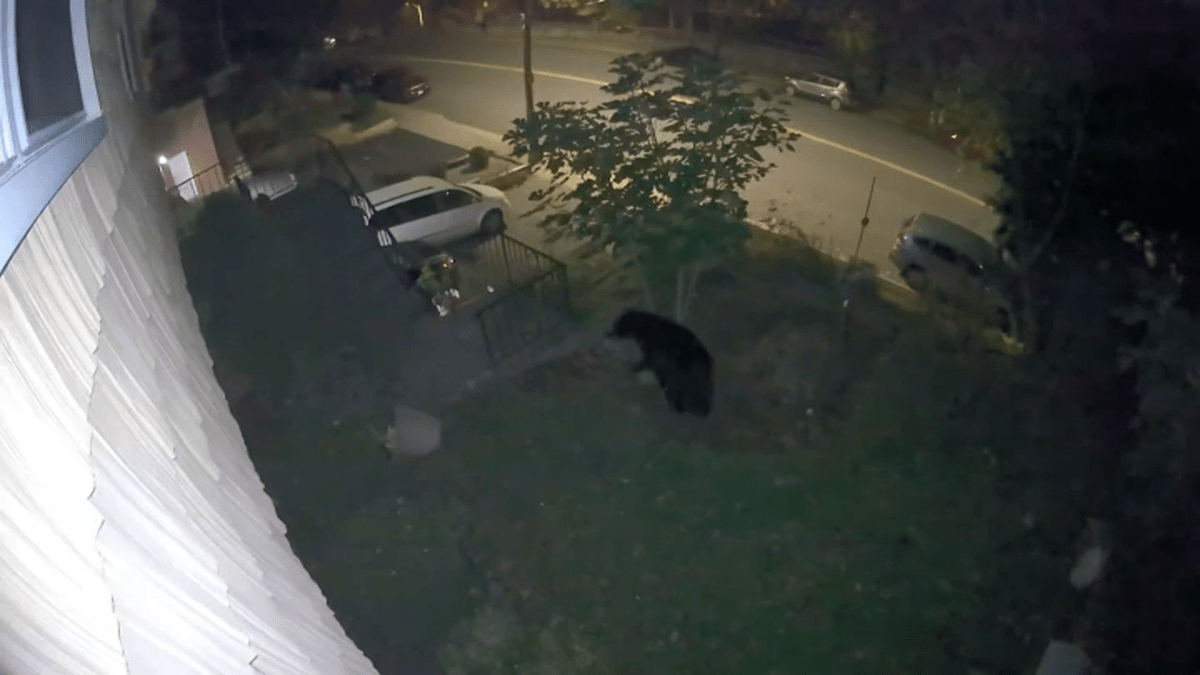 Policía de Yonkers advierte sobre un oso en el área