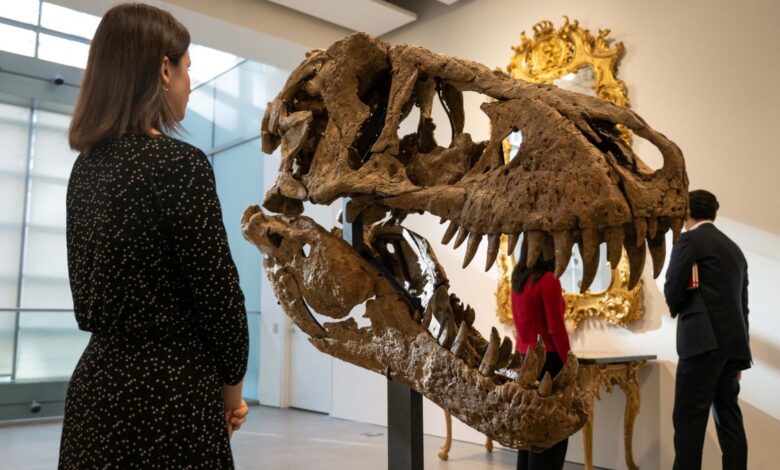 Subastan el cráneo de un Tiranosaurio Rex de unos 76 millones de años de antigüedad